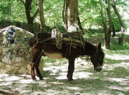 Εικόνα