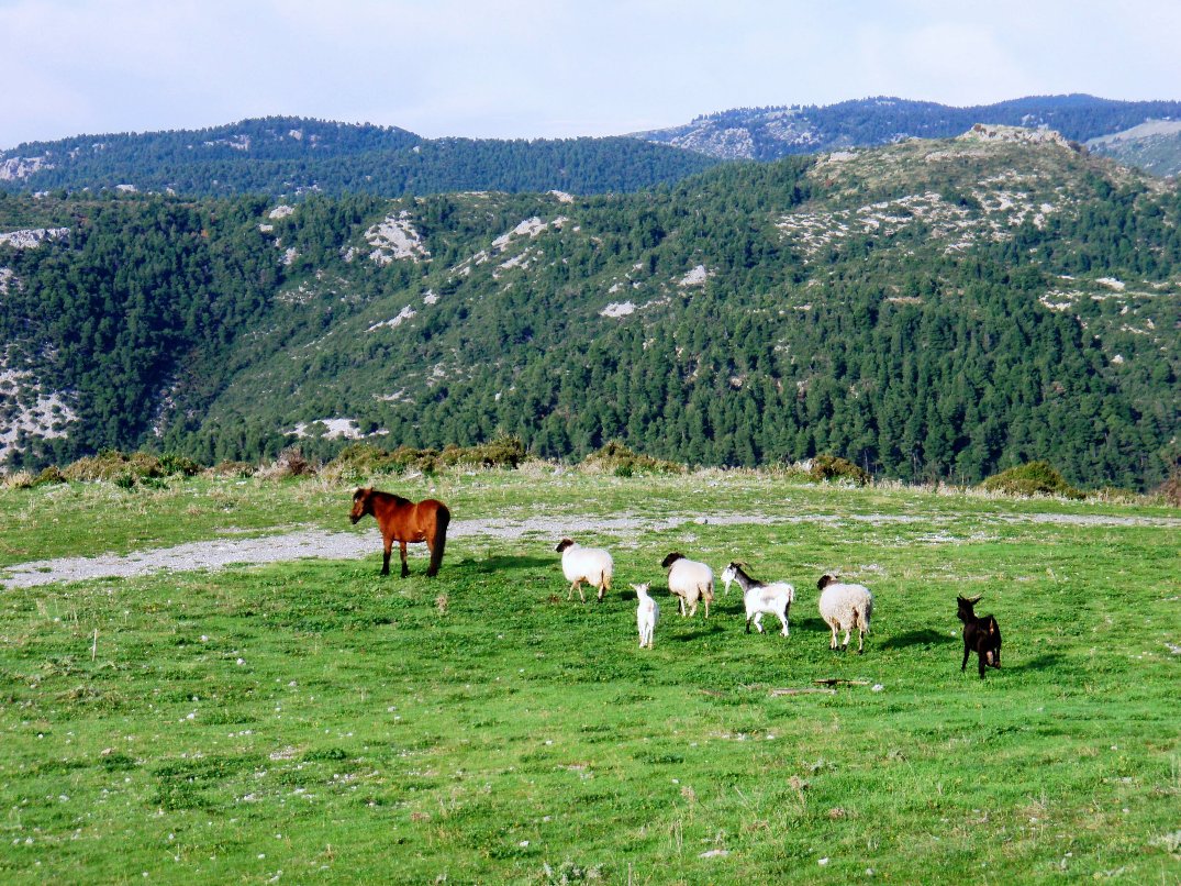 Εικόνα